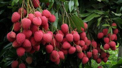 Www. Jobfairindia. Com lichi