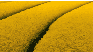 Www. Jobfairindia. Com mustard farming untitled design 23