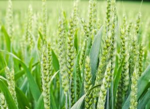 Www. Jobfairindia. Com wheat variety wheate