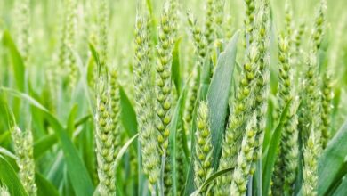 Www. Jobfairindia. Com wheat variety wheate