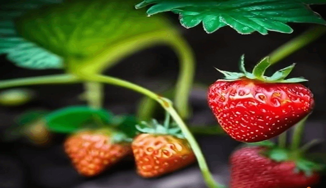 Strawberries-cultivate. Jpg