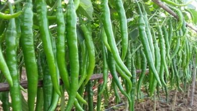 Chilli-cultivation. Jpeg