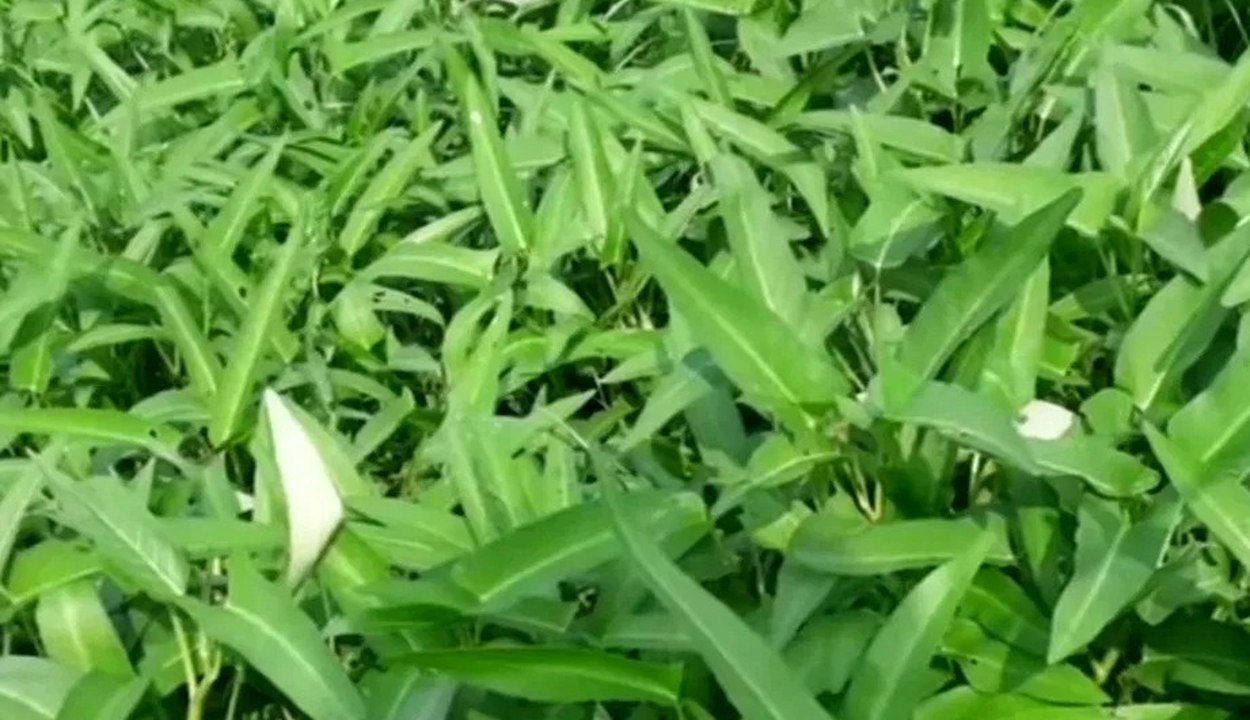 Cultivation-of-nari. Jpeg