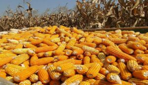 Maize-harvest. Jpeg