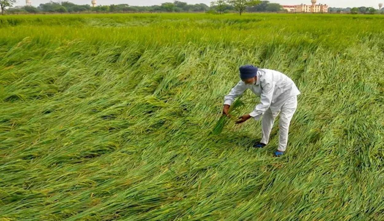 Pm-fasal-bima-yojana-2. Jpeg