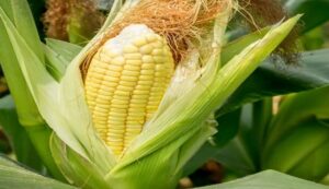 Sweet-corn. Jpeg