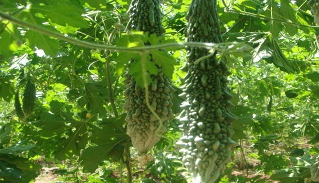 Bitter gourd cultivation
