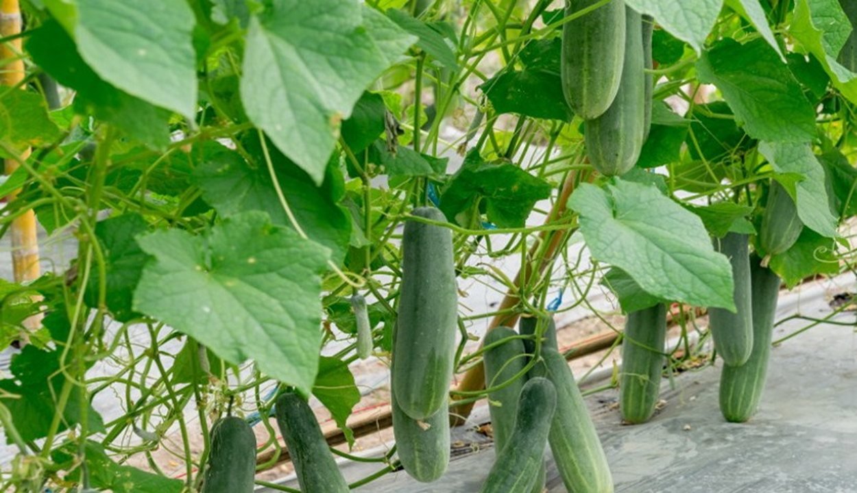 Cultivation-of-cucumber. Jpeg