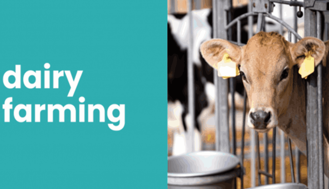 Dairy-farming. Png