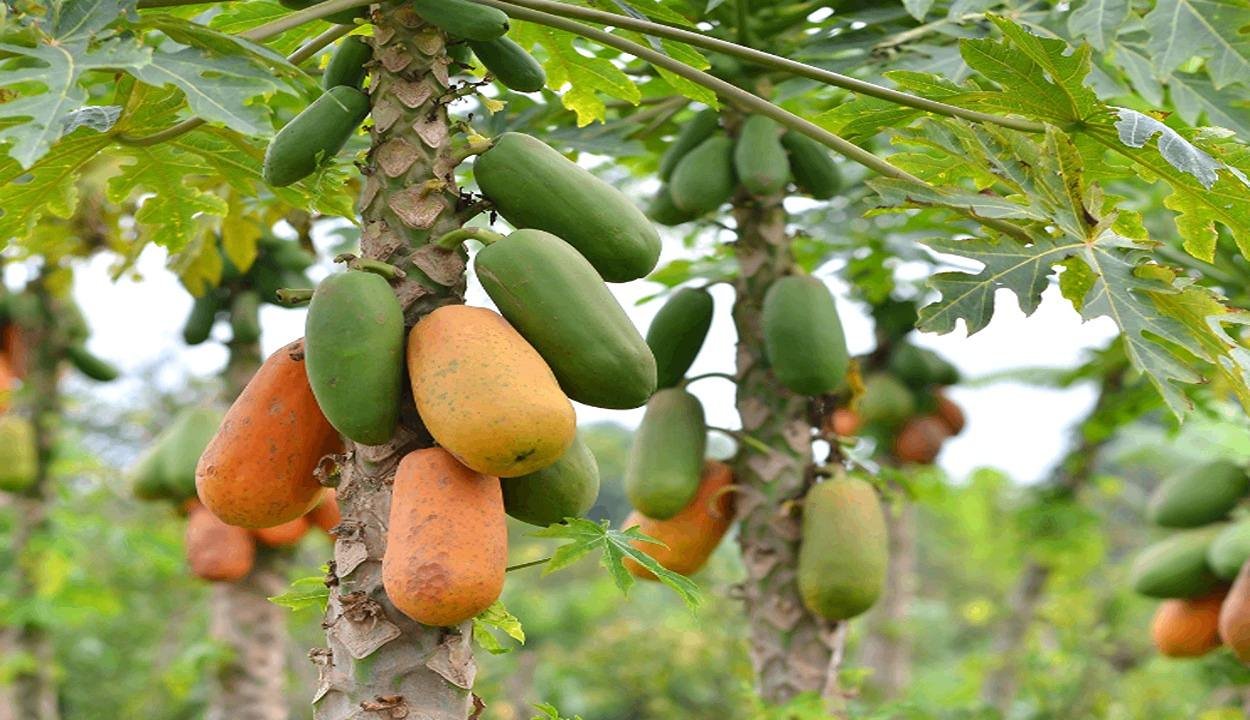 Papaya cultivation