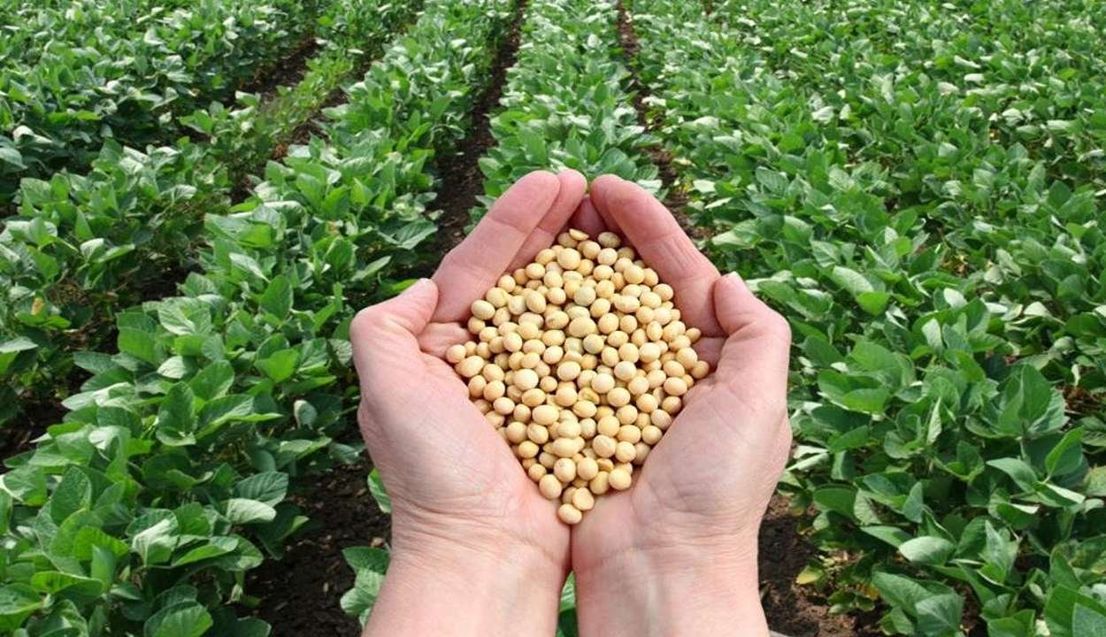 Soybean cultivation