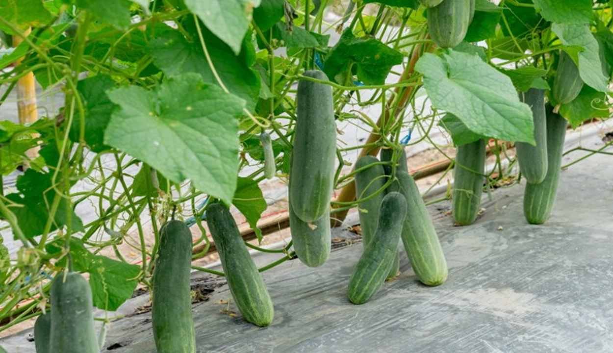 Cucumbers cultivation