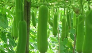 Cultivation of bottle gourd