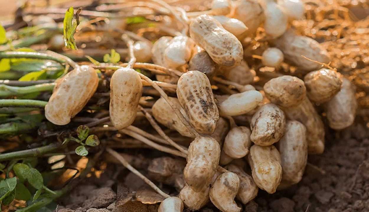 Peanut cultivation