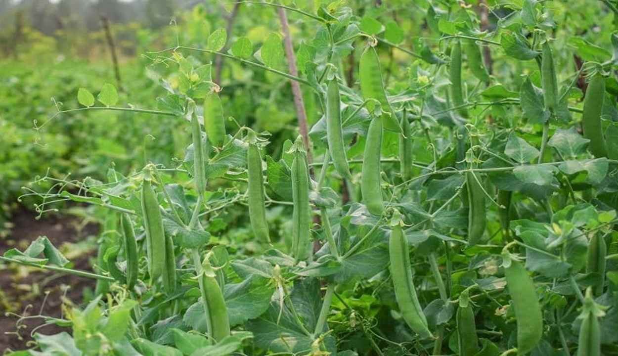 Peas farming