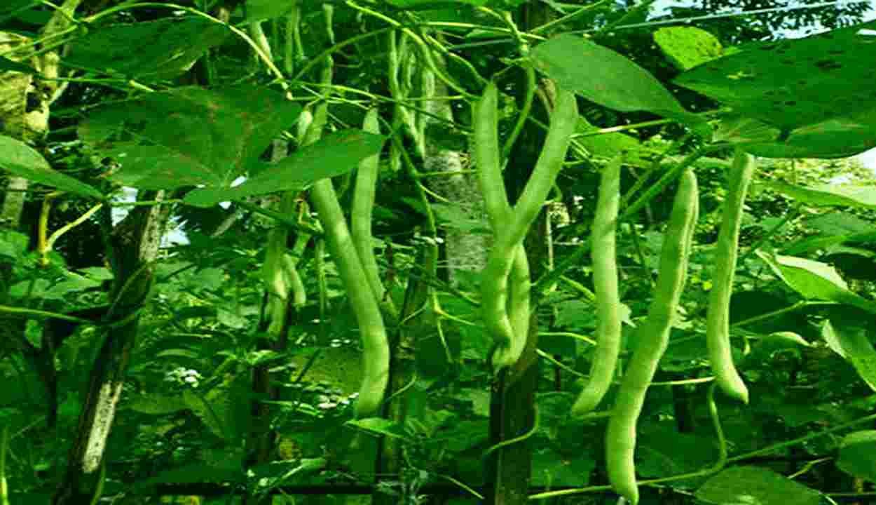 Beans cultivation