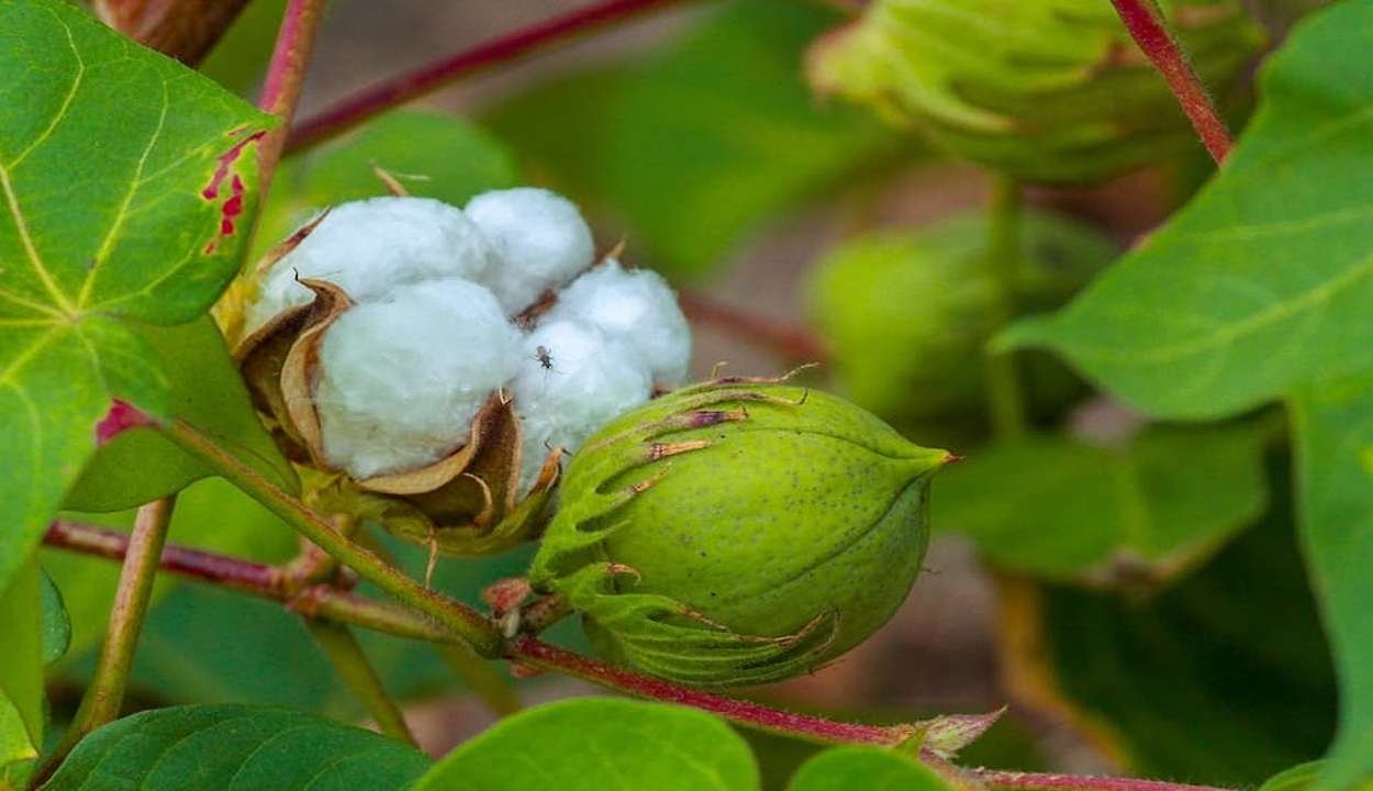 Cotton cultivation
