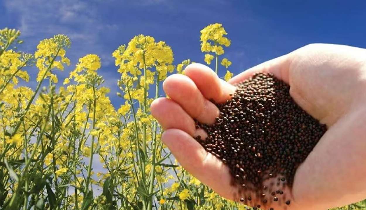 Farmer success story