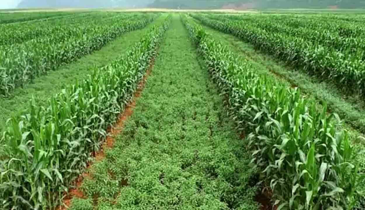 Intercropping farming