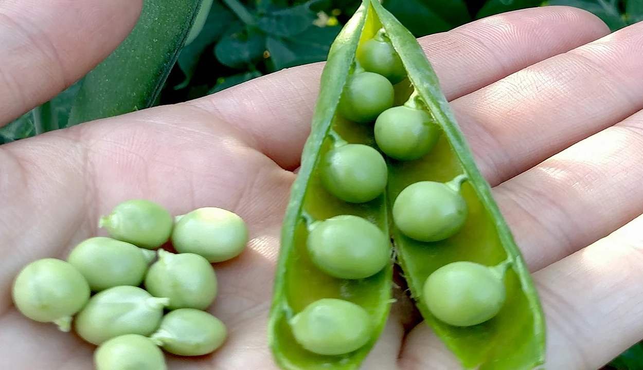 Major diseases of peas