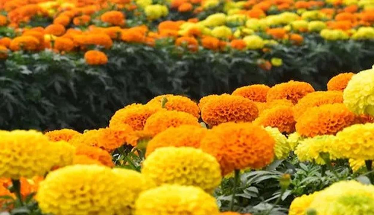 Marigold flower cultivation