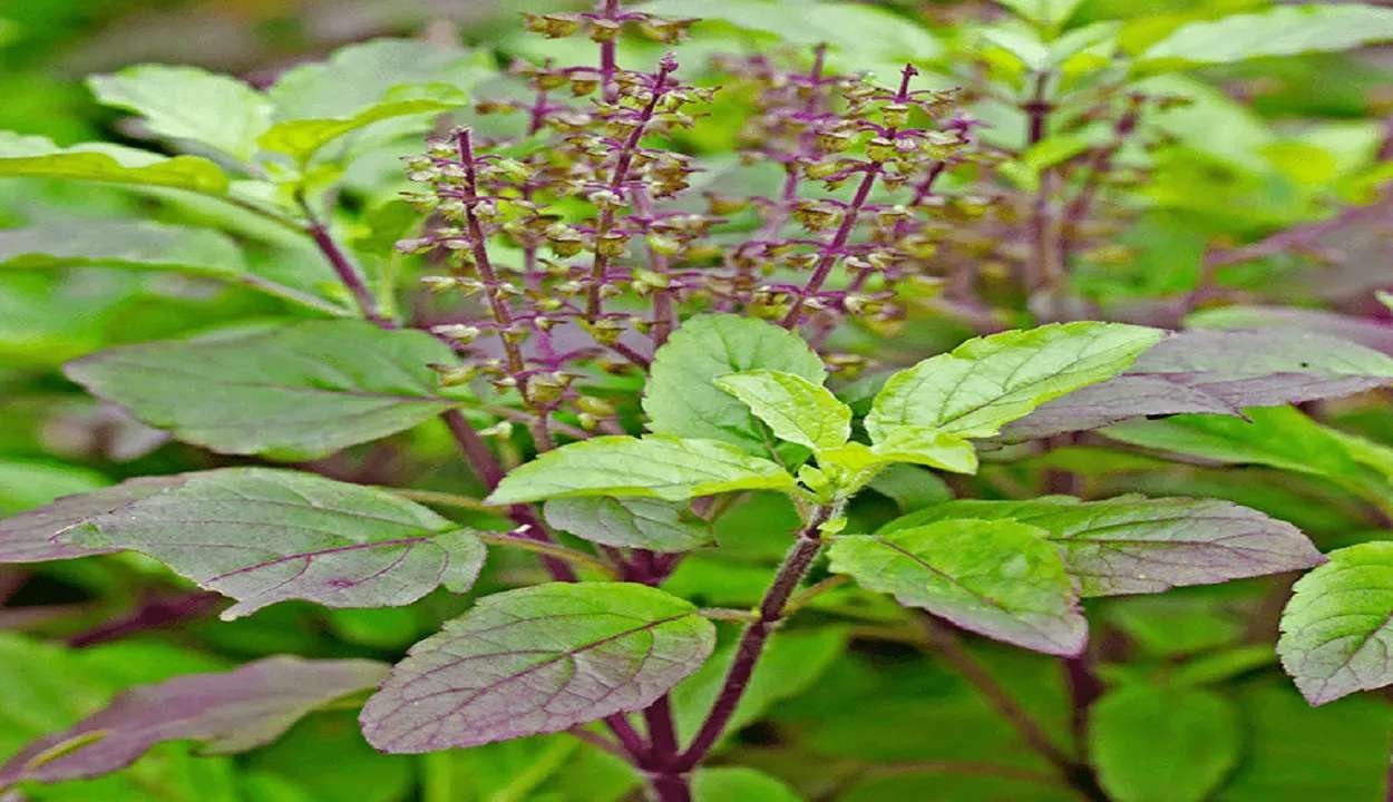 Medicinal plant cultivation