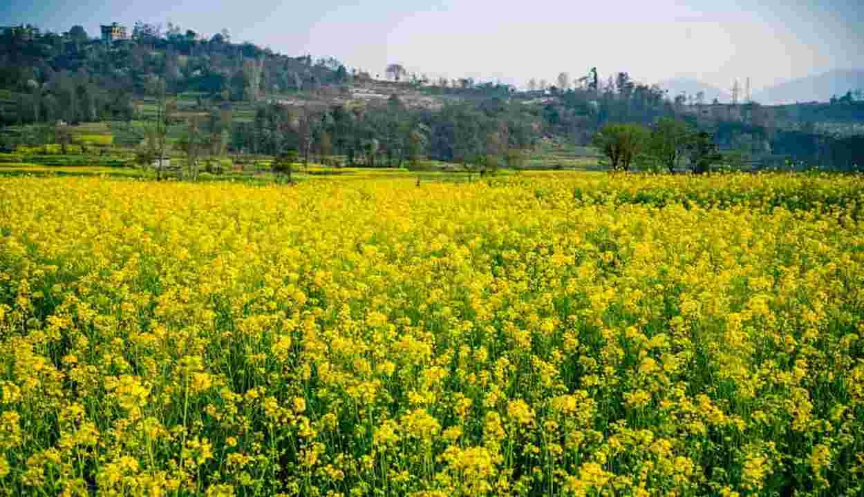 Mustard cultivation methods