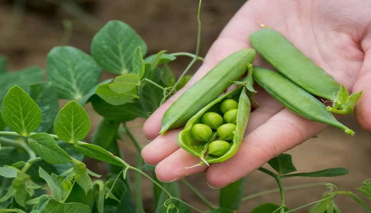 Pea cultivation