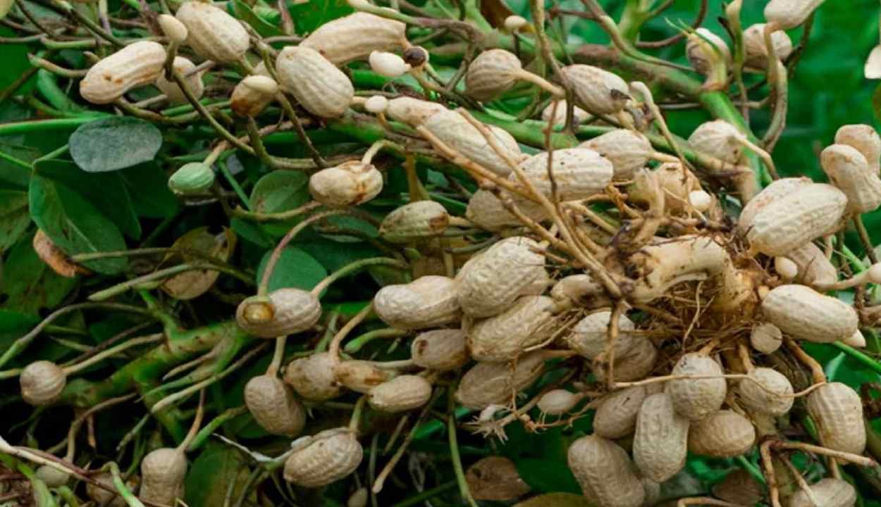 Peanut cultivation