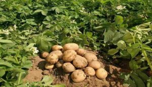 Potato farming tips