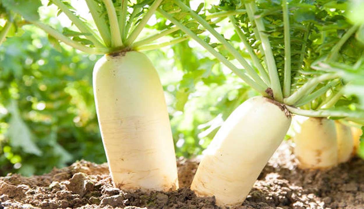 Radish cultivation