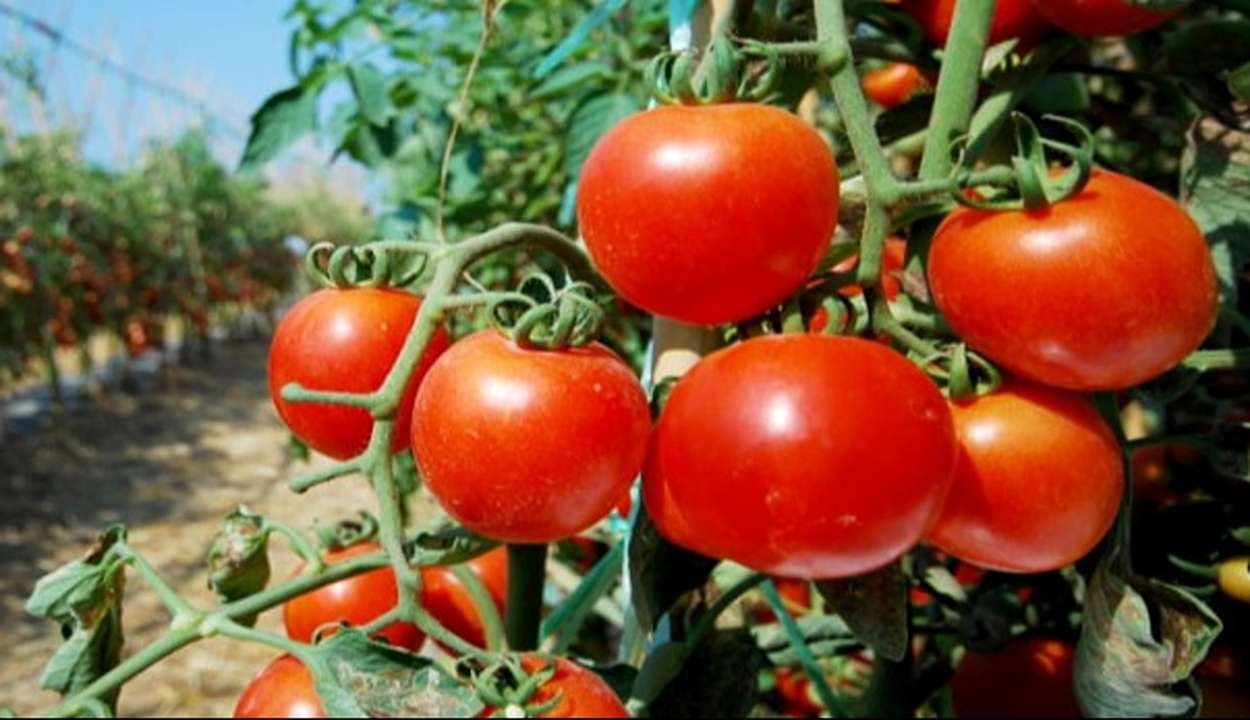 Tomato farming