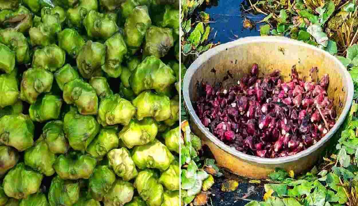 Water chestnut cultivation
