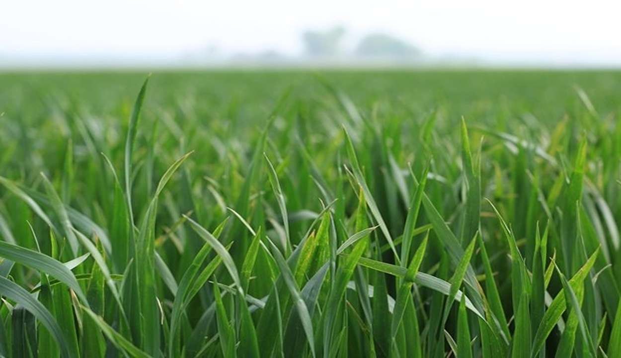 Weed control in wheat