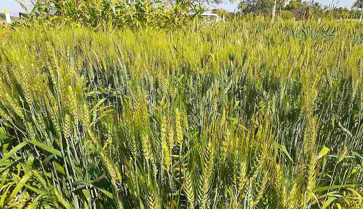 Wheat cultivation