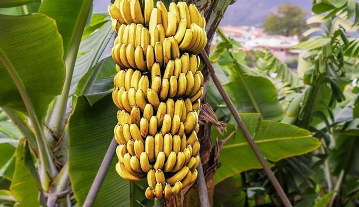 Banana farming
