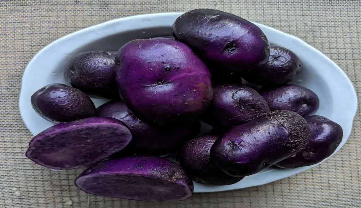 Blue potato farming tips