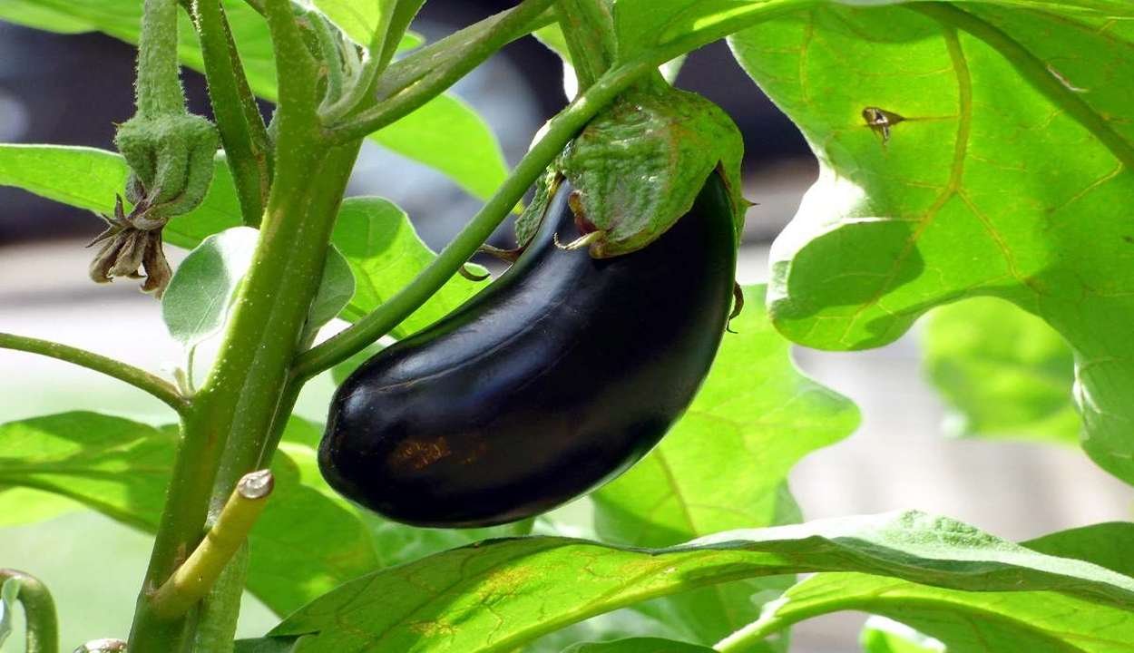 Brinjal farming