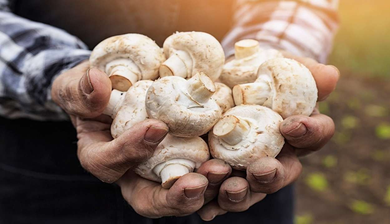 Button mushrooms
