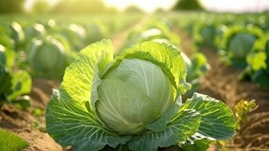 Cabbage farming