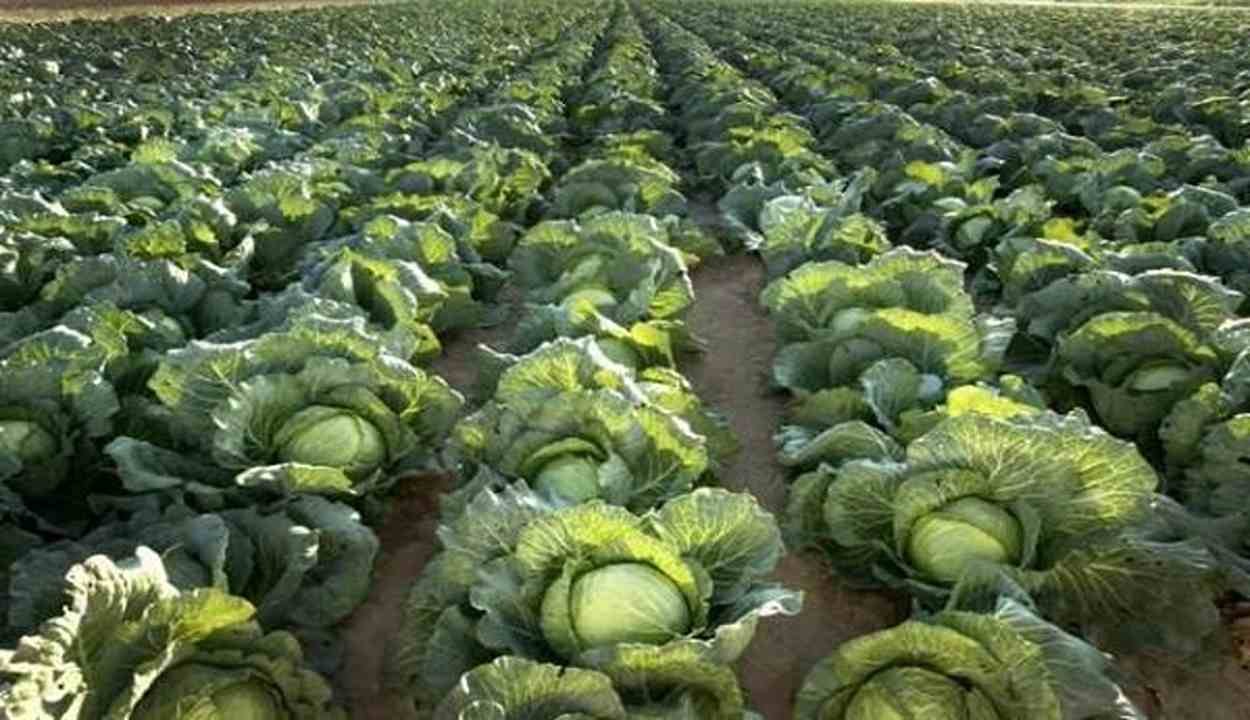Cabbage cultivation