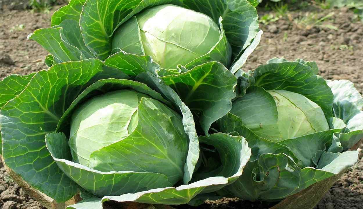 Cabbage farming