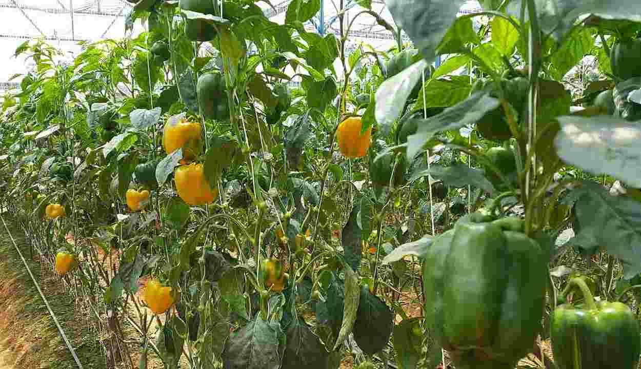 Capsicum cultivation