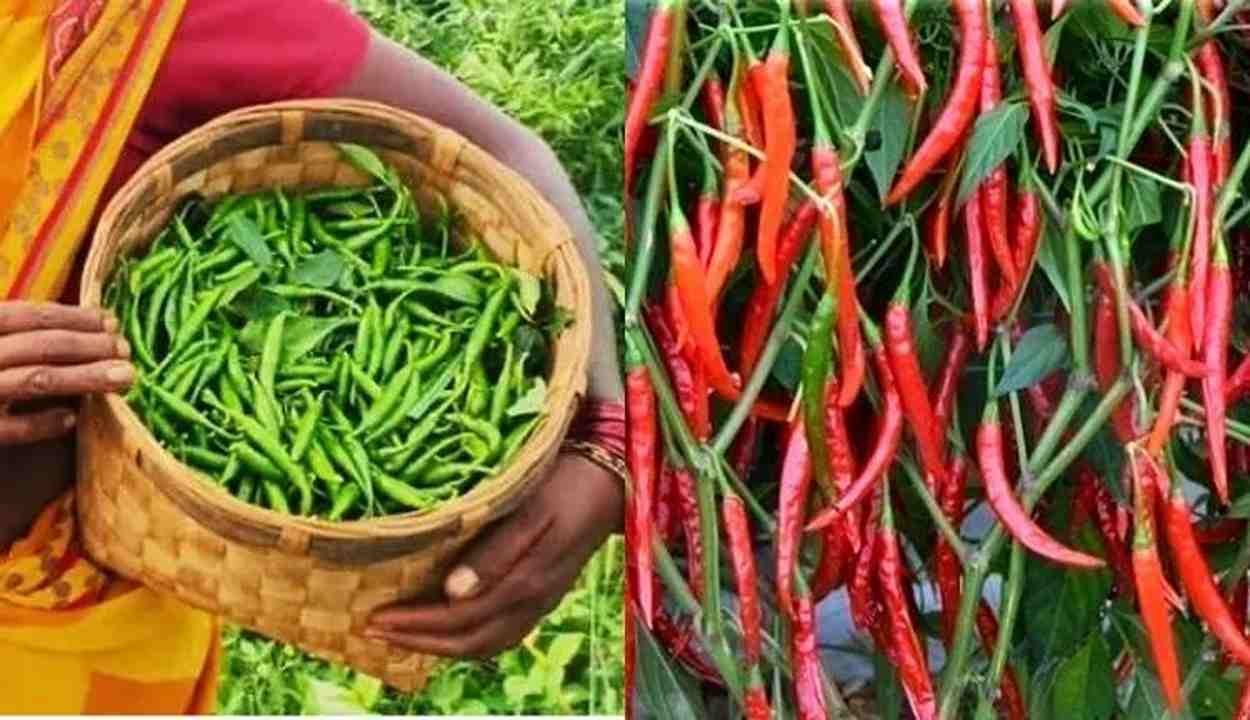 Chilli cultivation