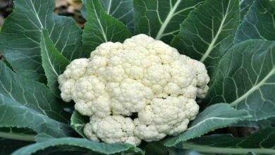 Cultivation of cauliflower
