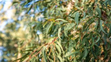 Eucalyptus trees