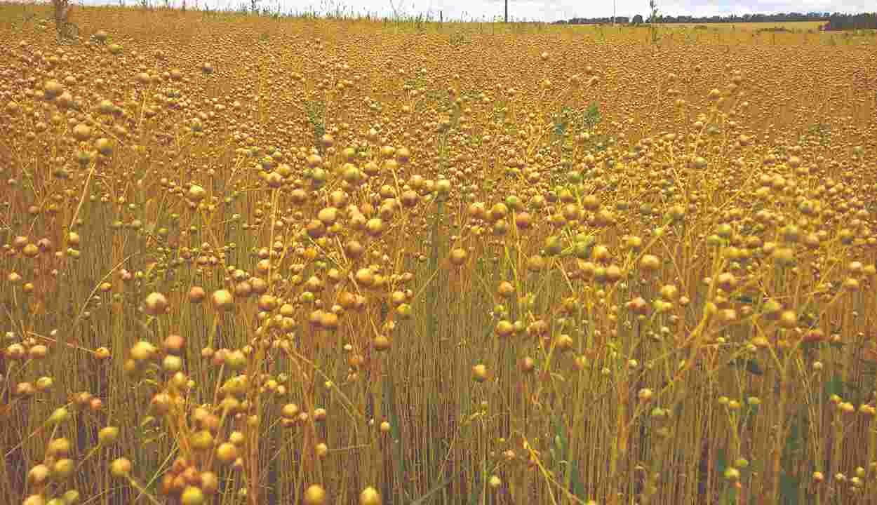 Flax cultivation