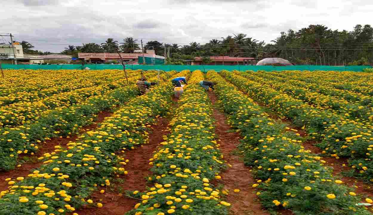 Flower farming