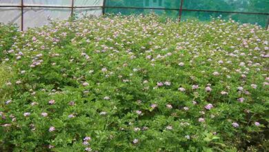 Geranium farming