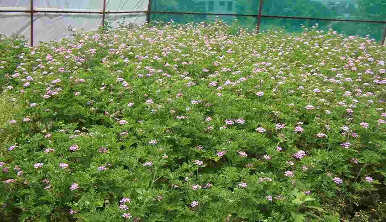 Geranium farming